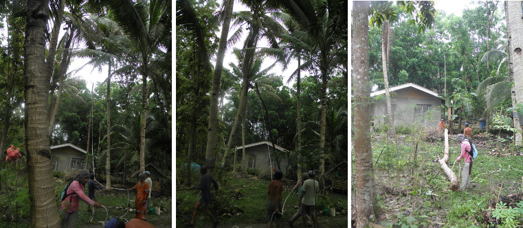 IMages of tree stump beling felled