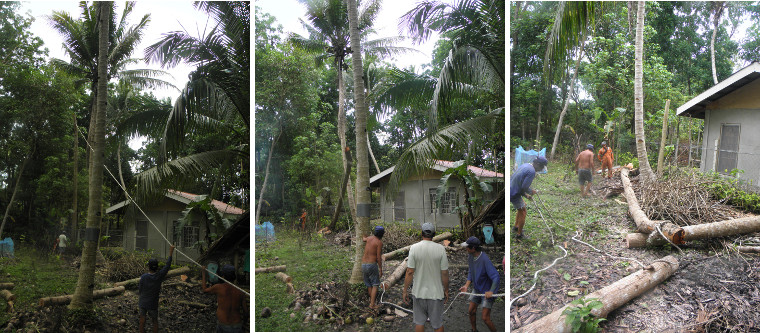 Images of tree stump being felled