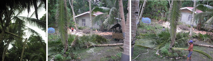 Image of felled tree top being cleared up