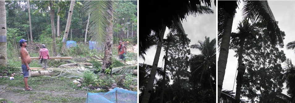 Images of trees being felled and cut