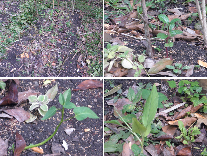 Images of plants recovered from under
        garden debris