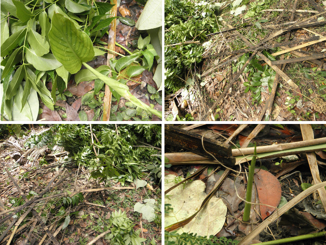 Images of plants recovered from under garden debris