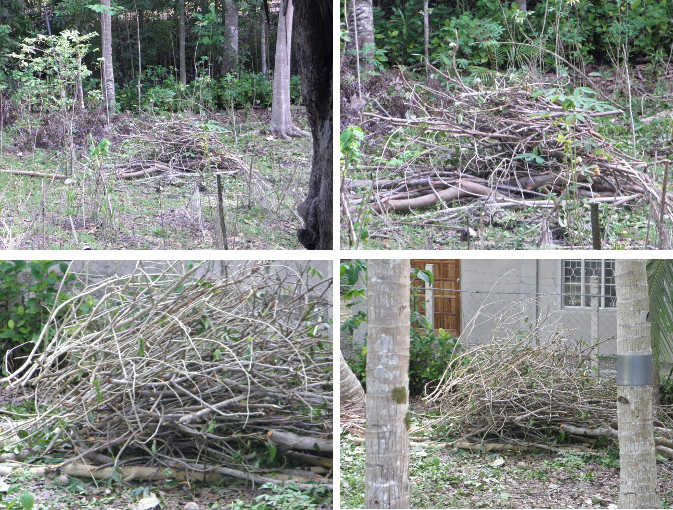 Images of tree branches with leaves
        removed