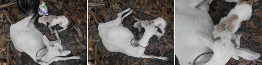 Images of newly born goat and mother getting to know
        each other