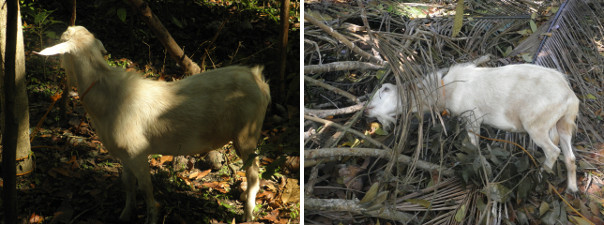 Images of male goat -just become a father