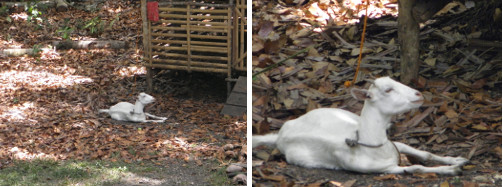 Images of goat (Snowball) waiting for
        labour to start seriously