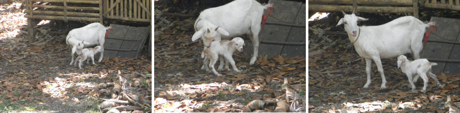 Images of young goat getting ready to start suckling