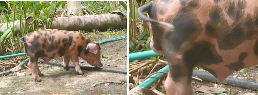 Images of piglet developing
            umbilical hernia