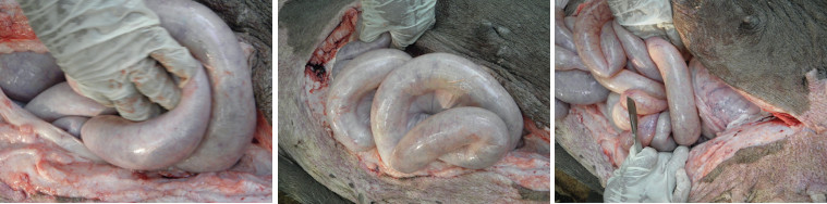 Images of pig intestines during necropsy