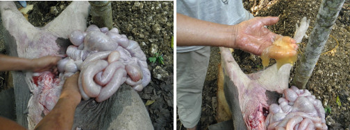 Images of pig intestines during necropsy