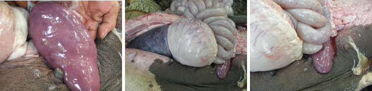 Images of pig's internal organs during necropsy