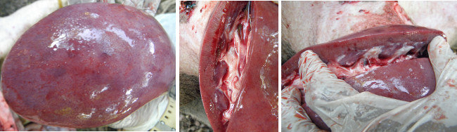 Images of pig's internal organs during necropsy