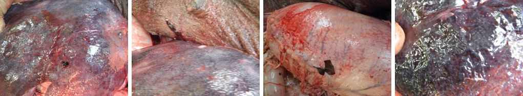 Images of pig's internal organs during necropsy