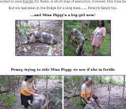 Visual
            ;link to "PIGLETS" page