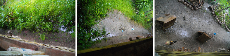Images of Drainage around house during tropical rain