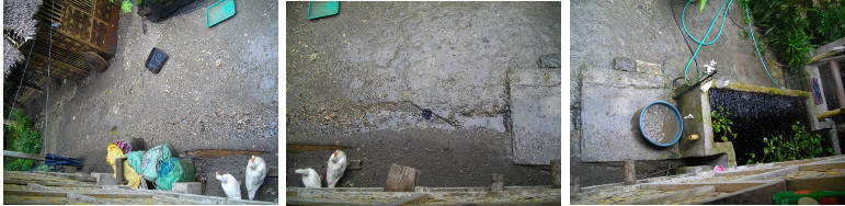 Images of Drainage around house during tropical rain