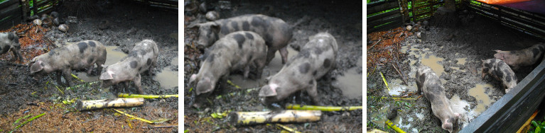 Piglets enjoying mud after rain