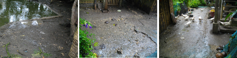 Images of water around house during
        tropical rain