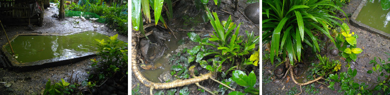 Images of water around house during
        tropical rain