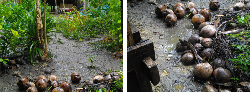 Images of water around house during
        tropical rain