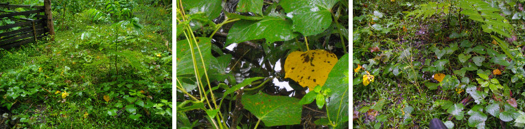 Images of run-off around house after
        tropical rain