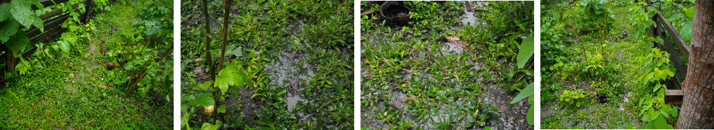 Images of run-off around house after
        tropical rain