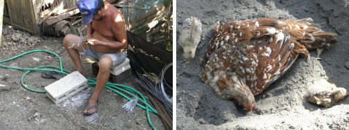 Images of man working and hen playing in the sand