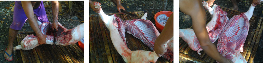 Images of freshly slaughtered pig carcass being cut in
        two