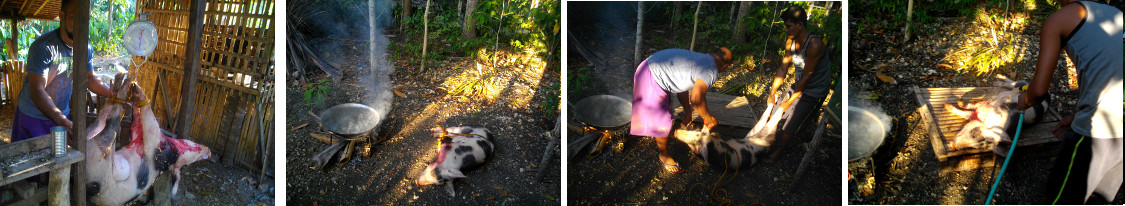 Images of slaughtered pig being laid out for shaving