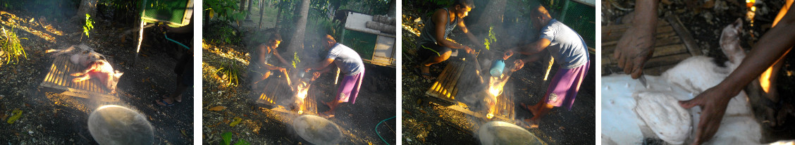 Images of slaughtered pig being scalded for shaving