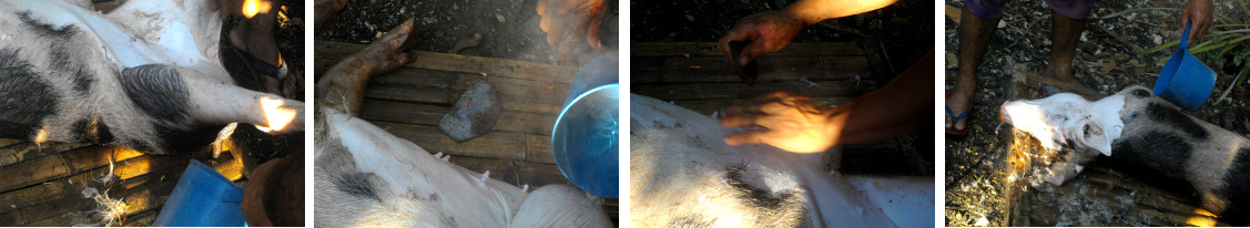 Images of slaughtered pig being shaved before
        butchering