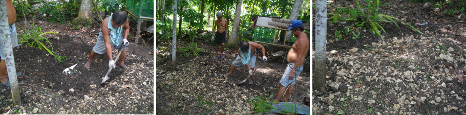 Images of dead boar being buried in tropical backyard