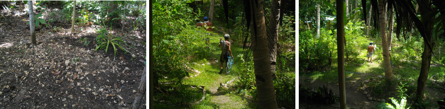 Images of people leaving tropical garden after burying
          a dead boar