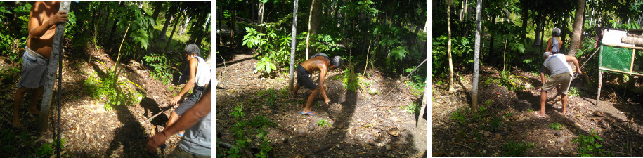 Images of grave being dug for dead boar in tropical
          backyard garden