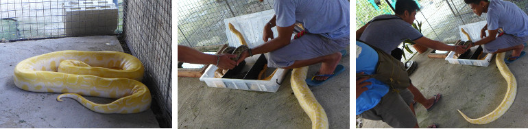 Images of snakes in a "exotic" zoo