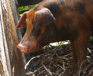 Image of Boar