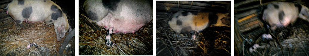 Images of sow ignoring newly born piglets