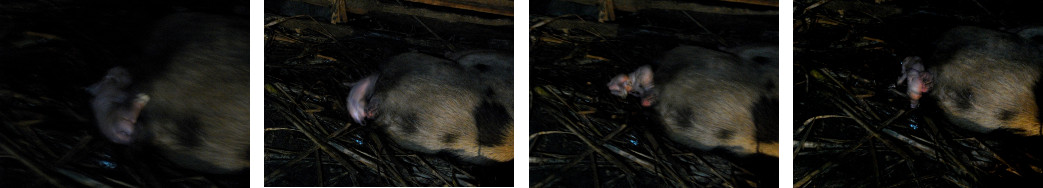 Images of tropical backyard sow farrowing