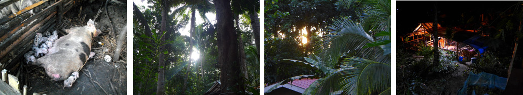 Images of Evening around tropical backyard pig pen