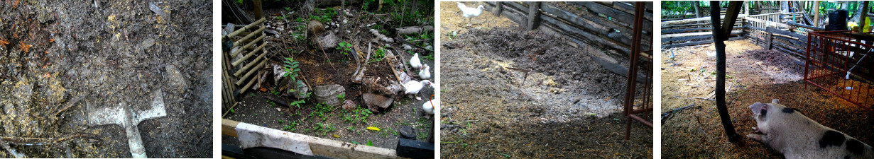 Images of excess rice hull being removed from pig
        pensawdust and