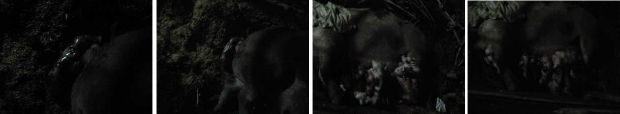 Images of newly born piglets with mother
