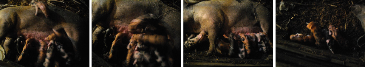 Images of newly born piglets suckling