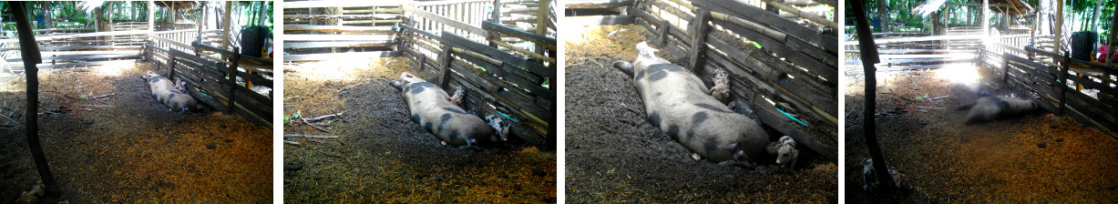 Images of sow suckling piglets in
        tropical backyard pen