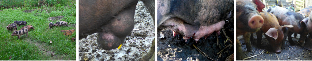 Images of sow, boar and one month old
        piglets in tropical backyard