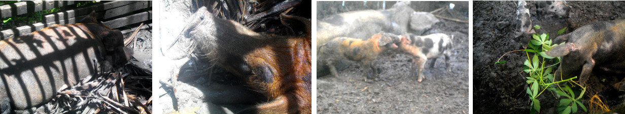 Images of piglets and parents in a
        tropical backyard