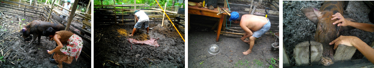 Images of tropical backyard pigs being
        cared for