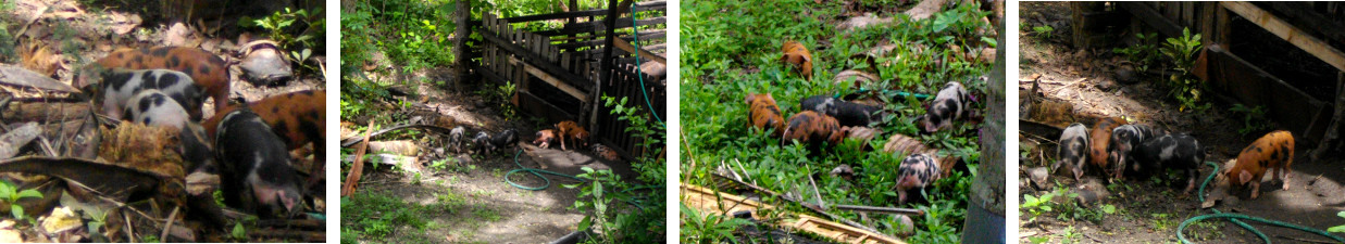 Ikages of three week old piglets
        running loose in a tropical garden