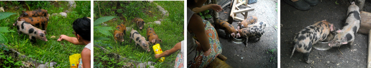 Images of piglets in tropical
        backyard