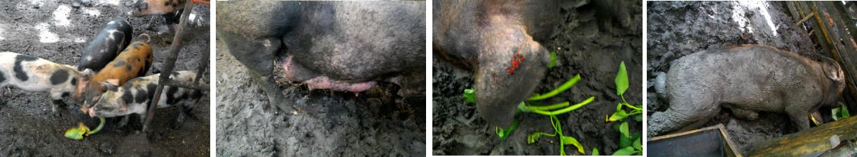 Images of piglets and parents in a
        tropical backyard