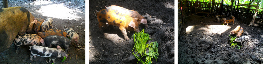 Images of nearly one month old piglets
        in tropical backyard